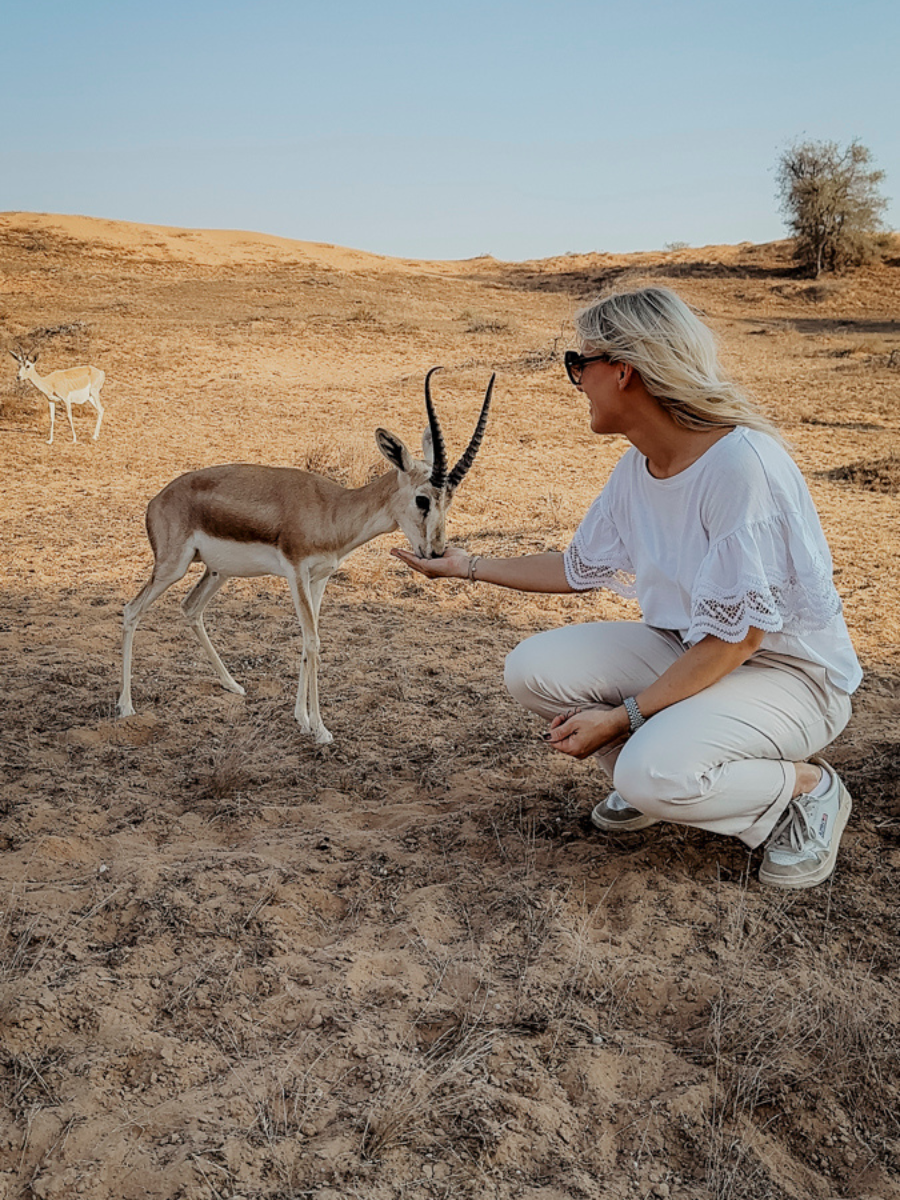 COCOtravel RAK RitzCarlton AlWadiDesert Wuestentour 5.jpg COCOtravel RAK RitzCarlton AlWadiDesert Wuestentour 5.jpg