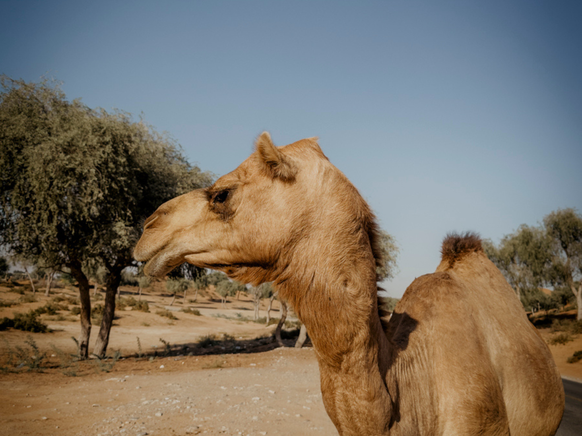 COCOtravel RAK RitzCarlton AlWadiDesert Wuestentour9 COCOtravel RAK RitzCarlton AlWadiDesert Wuestentour9
