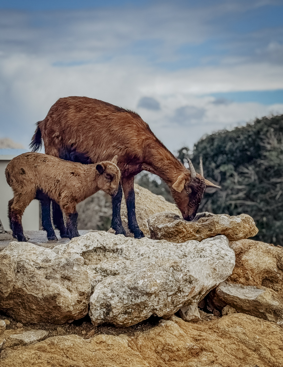 COCOtravel Mallorca CalAuli Wanderung Cap Foremntor 17