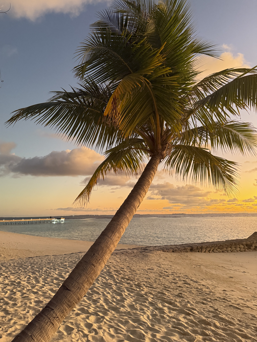 COCOtravel Malediven Nova Palme81 COCOtravel Malediven Nova Palme81