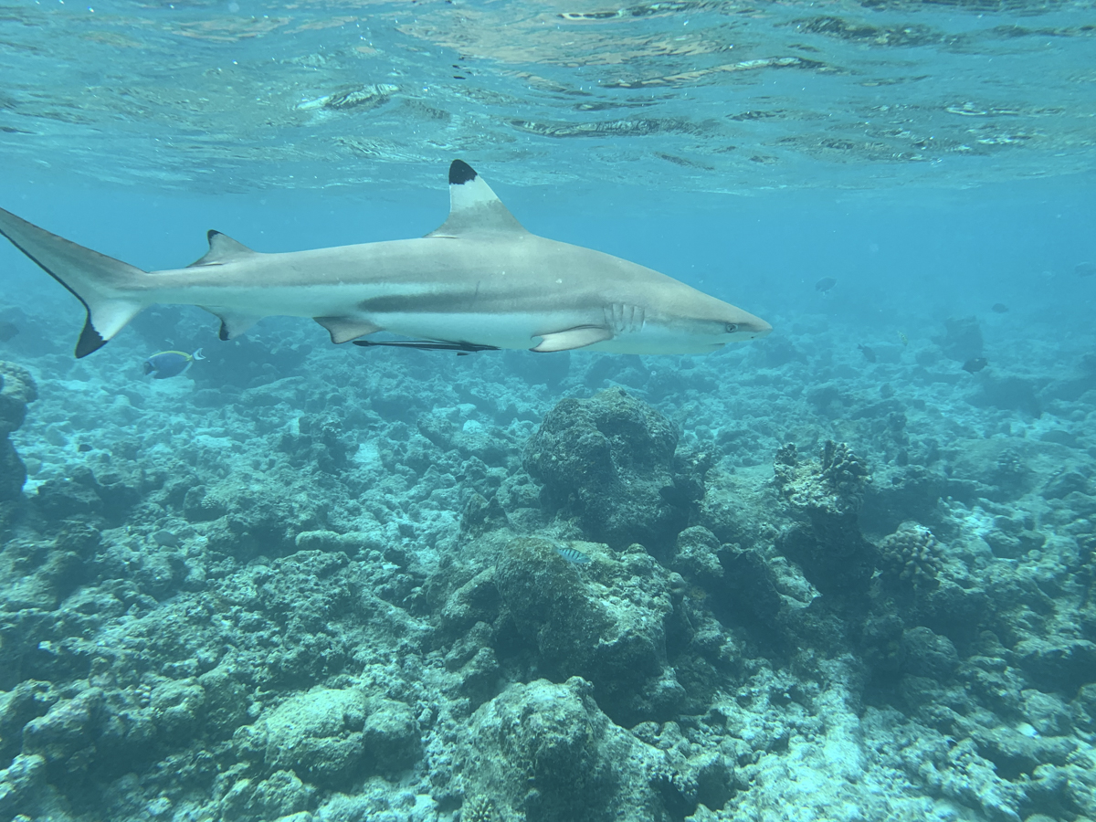 COCOtravel Malediven Nova schnorcheln Hai 217 COCOtravel Malediven Nova schnorcheln Hai 217