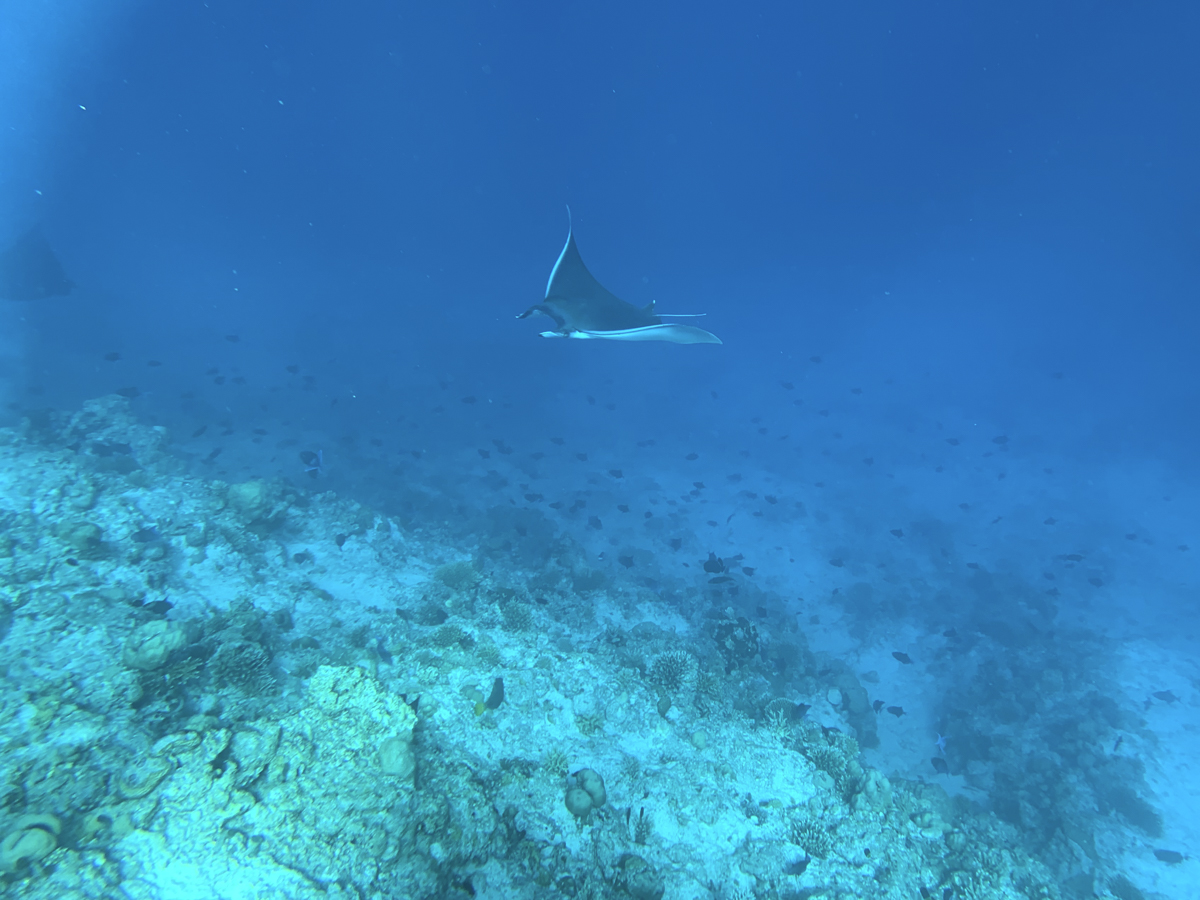 COCOtravel Malediven Nova schnorcheln Manta 212 COCOtravel Malediven Nova schnorcheln Manta 212
