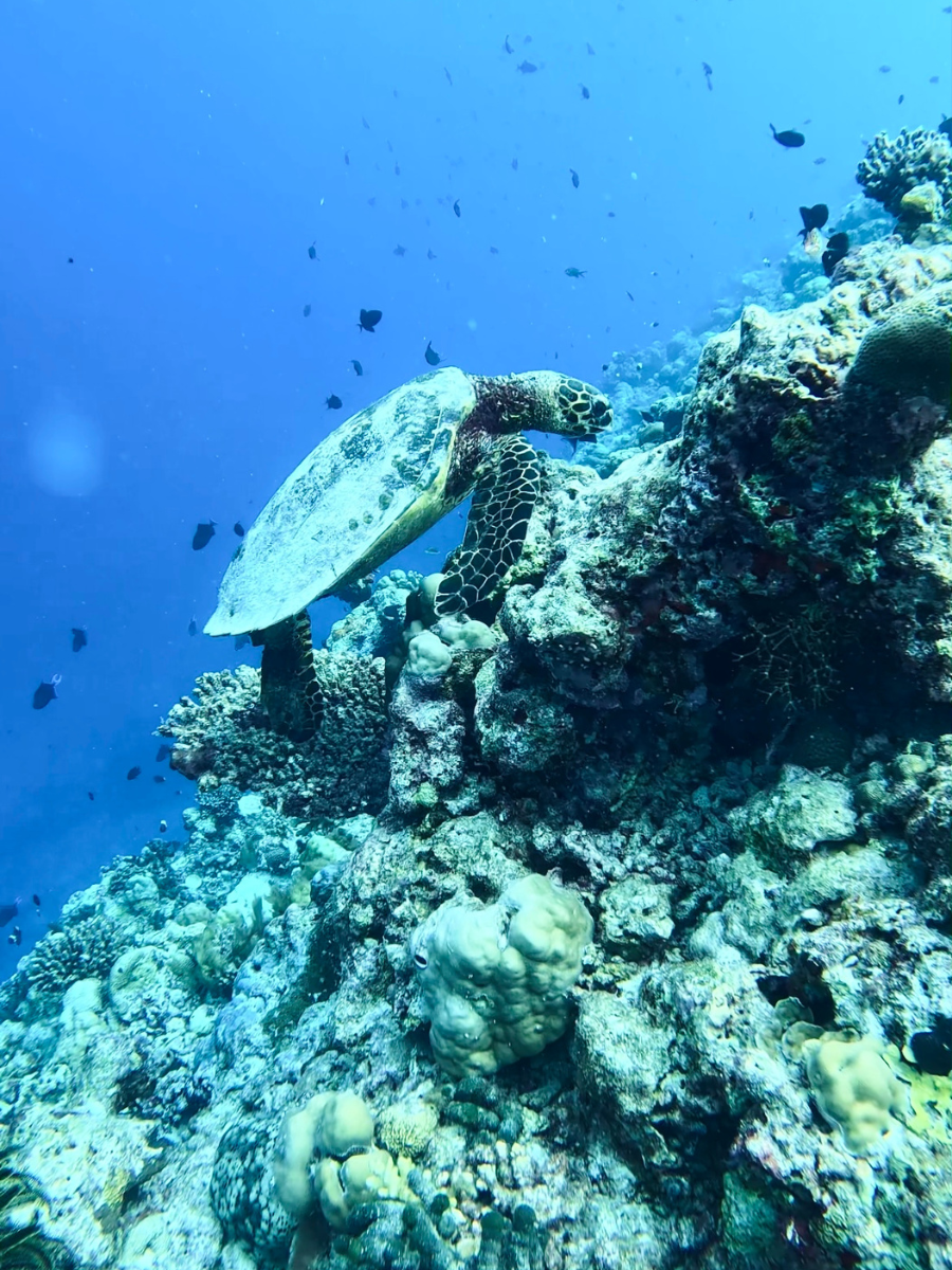 COCOtravel Malediven Schildkroete COCOtravel Malediven Schildkroete