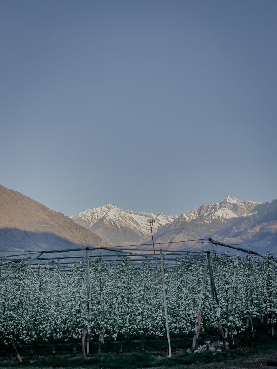 COCOtravel Suedtirol VillaEden Obstplantage COCOtravel Suedtirol VillaEden Obstplantage