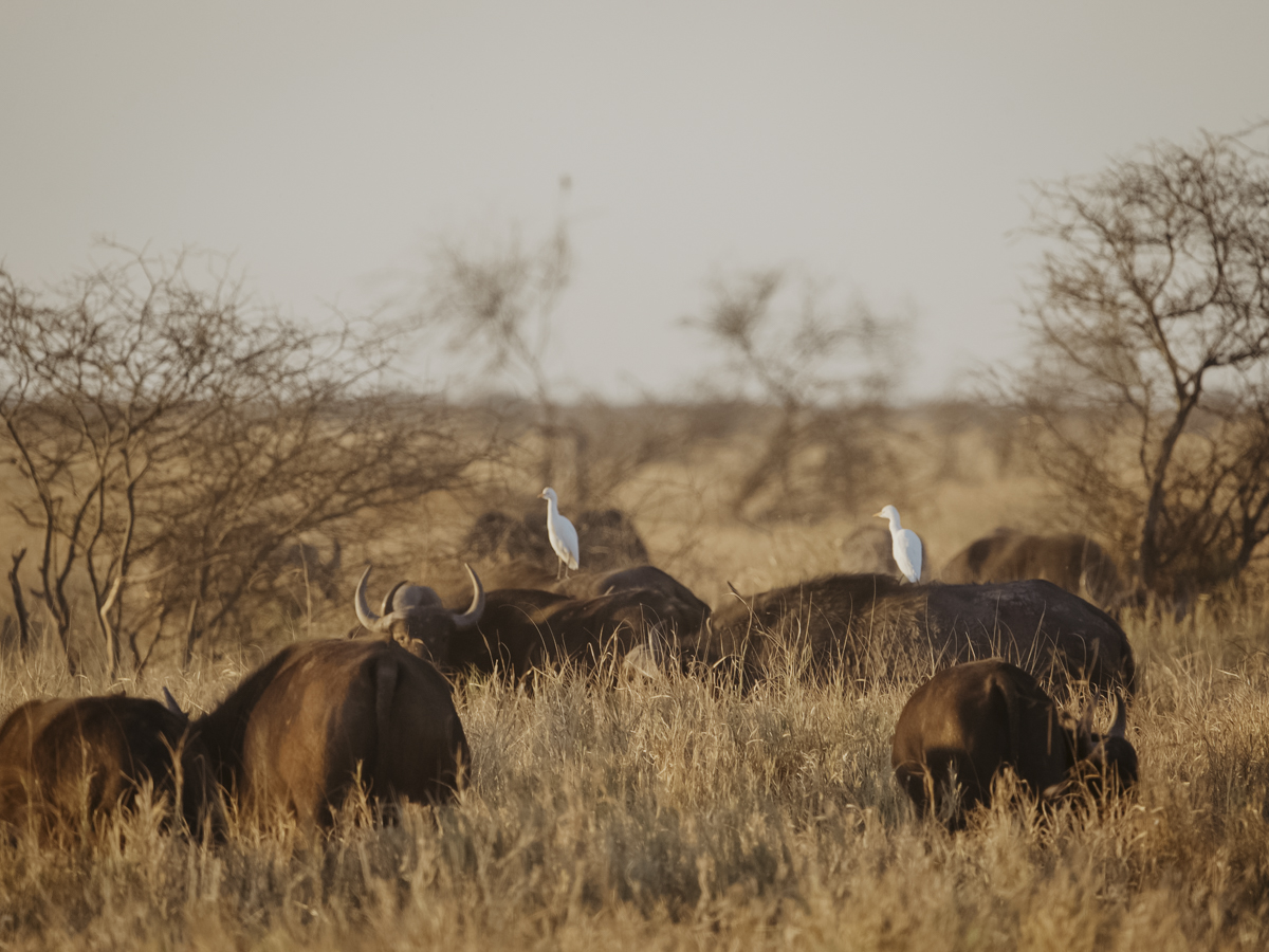 COCOtravel Afrika Wilderness Mokete Gamedrive