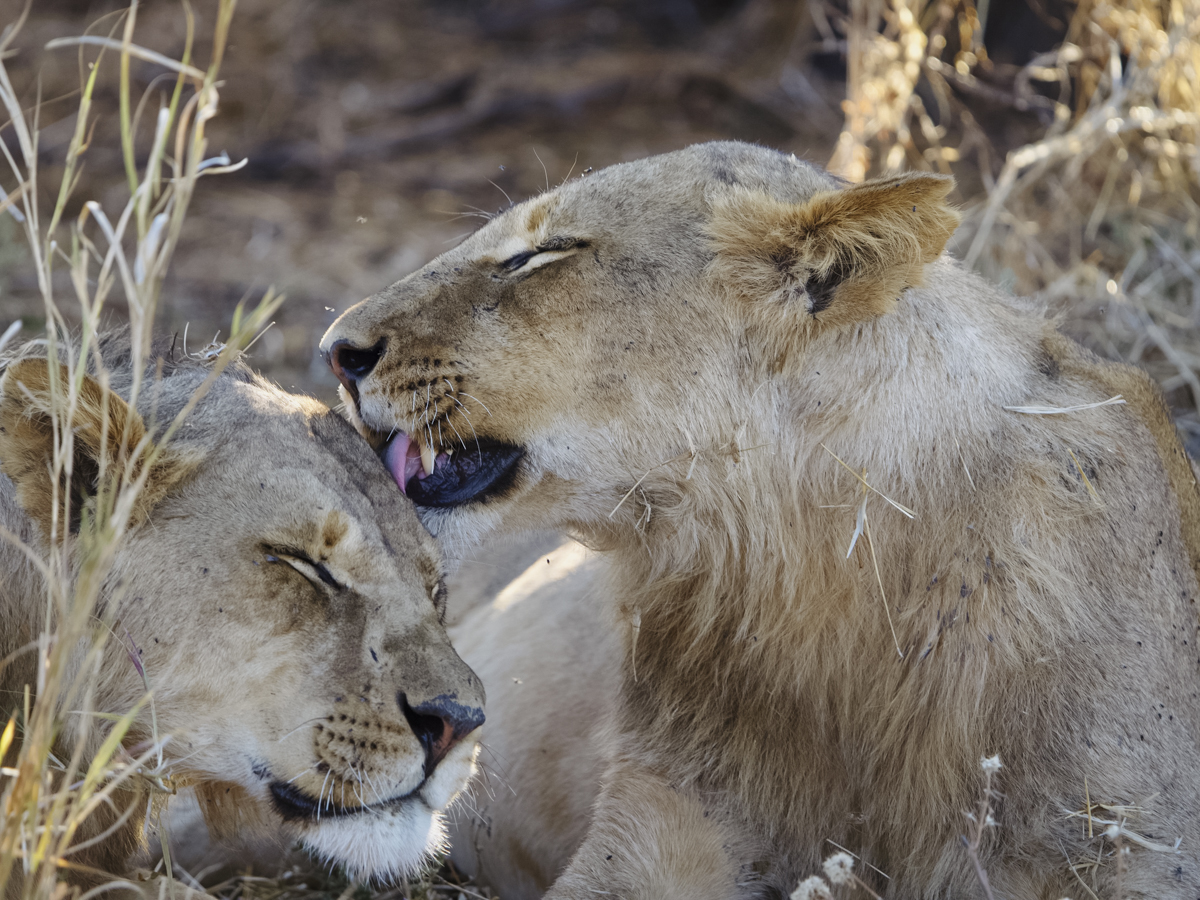 COCOtravel Afrika Wilderness Mokete Gamedrive