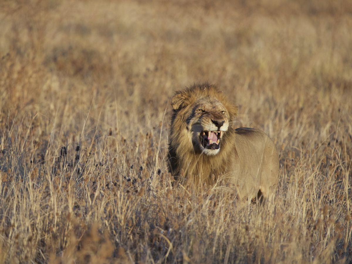 COCOtravel Afrika Wilderness Mokete Gamedrive