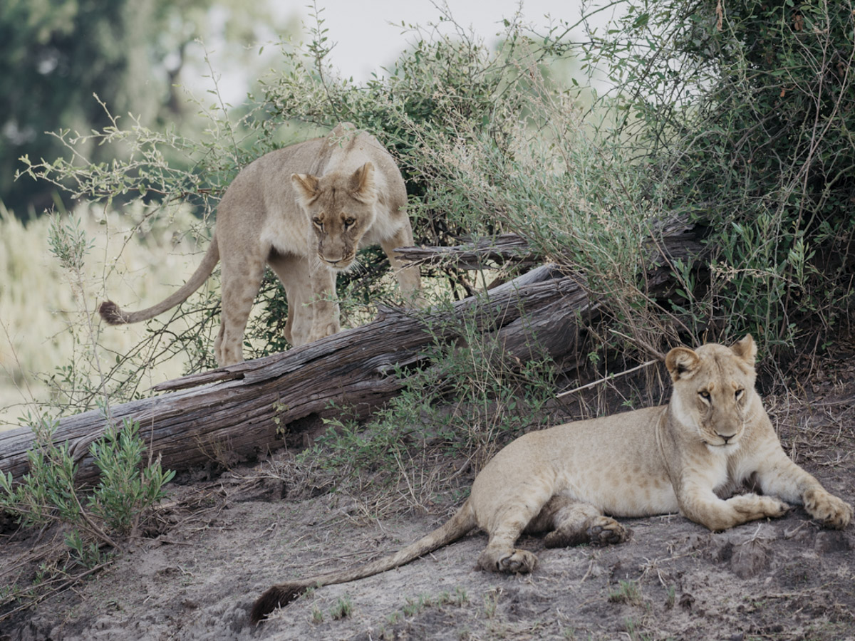 COCOtravel Botswana GreatPlains DubaExplorersCamp Safari GameDrive 40