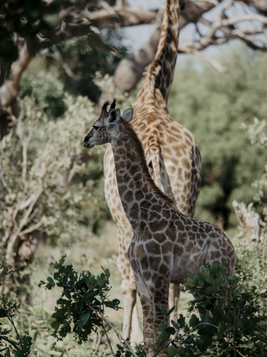 COCOtravel Botswana GreatPlains DubaExplorersCamp Safari GameDrive 50