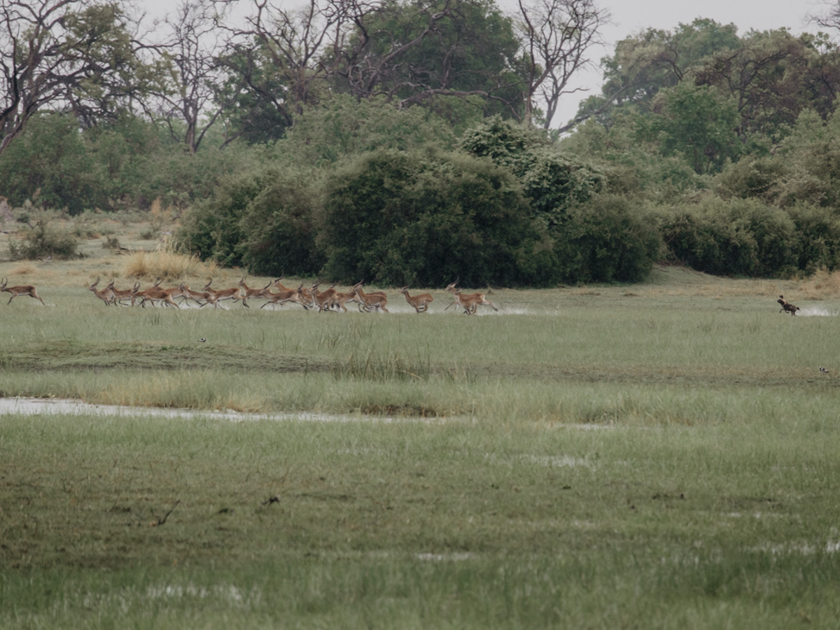 COCOtravel Botswana GreatPlains DubaExplorersCamp Safari GameDrive 73