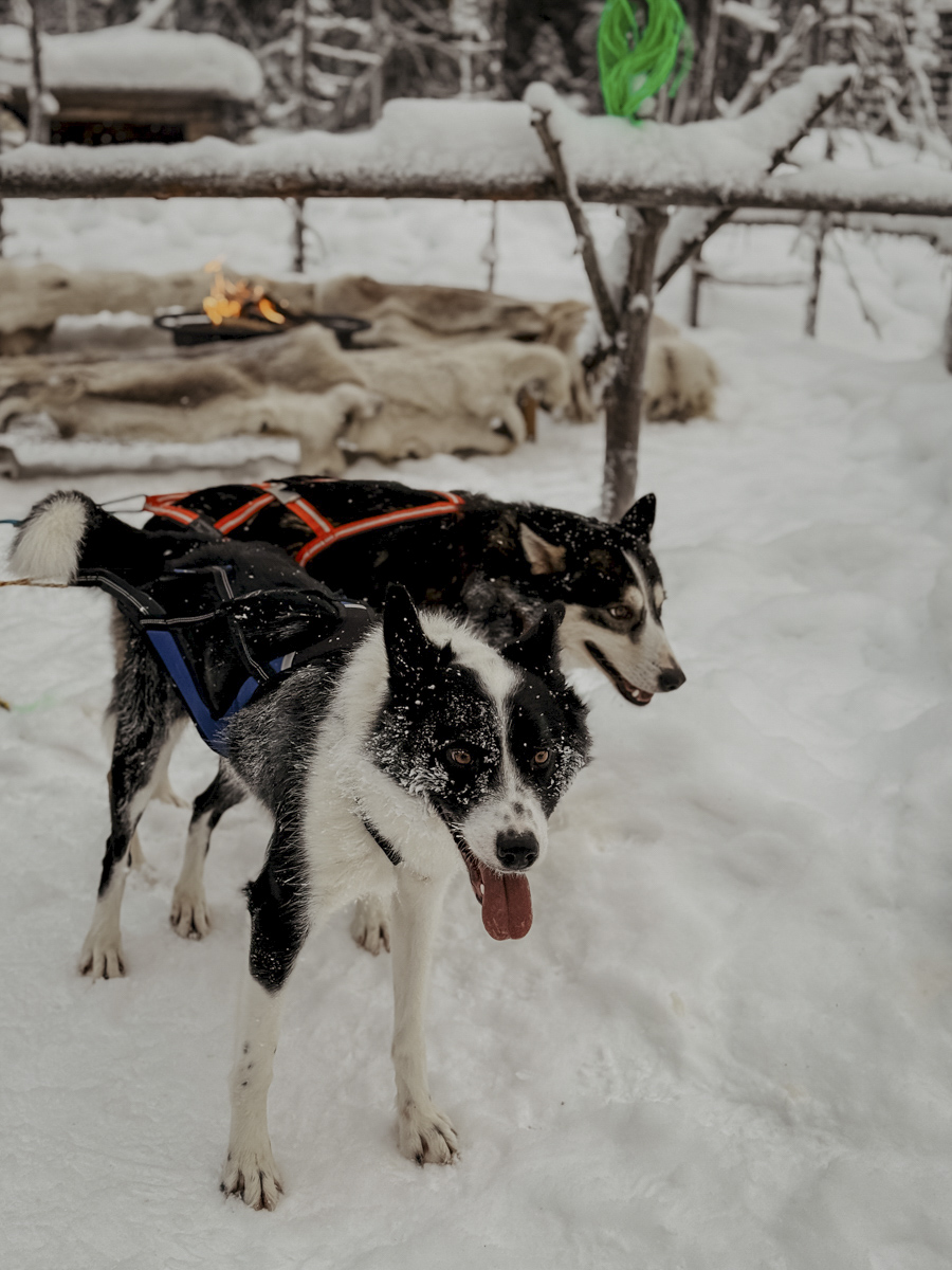 COCOtravel Lappland NovaSkylandHotel HuskyTour 11 COCOtravel Lappland NovaSkylandHotel HuskyTour 11