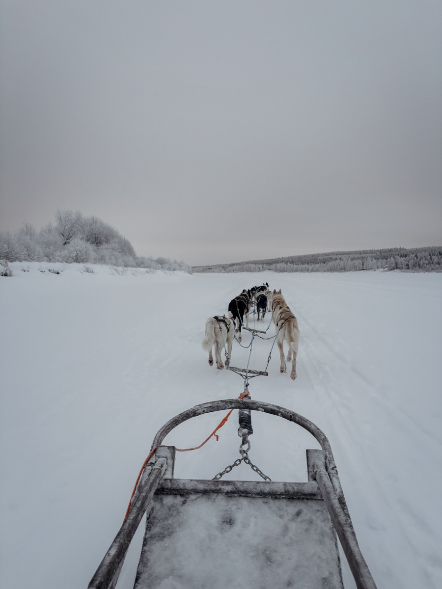 COCOtravel Lappland NovaSkylandHotel HuskyTour 6 COCOtravel Lappland NovaSkylandHotel HuskyTour 6