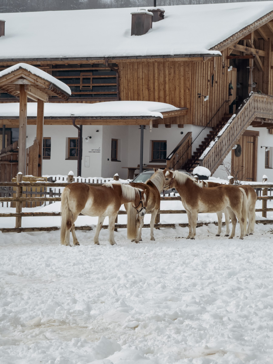 COCOtravel Oesterreich Leogang Forsthofgut Pferde