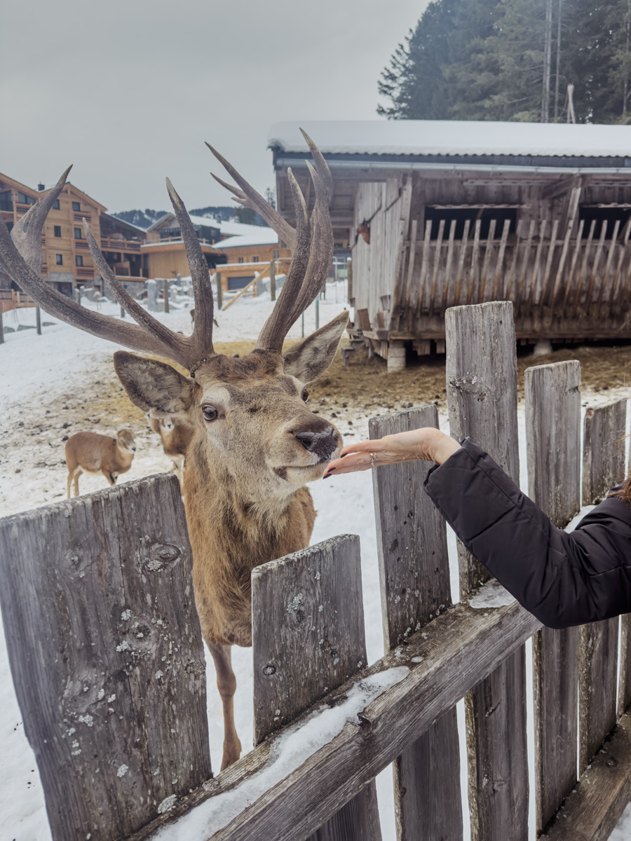 COCOtravel Oesterreich MariaAlm Jufenalm Wildgehege 7